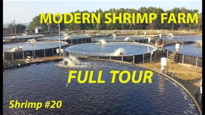 Are there any shrimp farms in the United States?