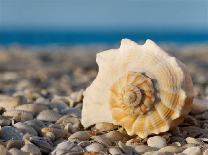 Are there shells in the Red Sea?