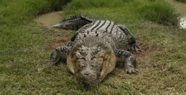 Can anything kill a saltwater crocodile?