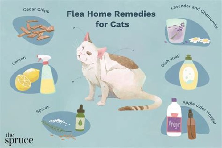 Can flea dirt remain after treatment?