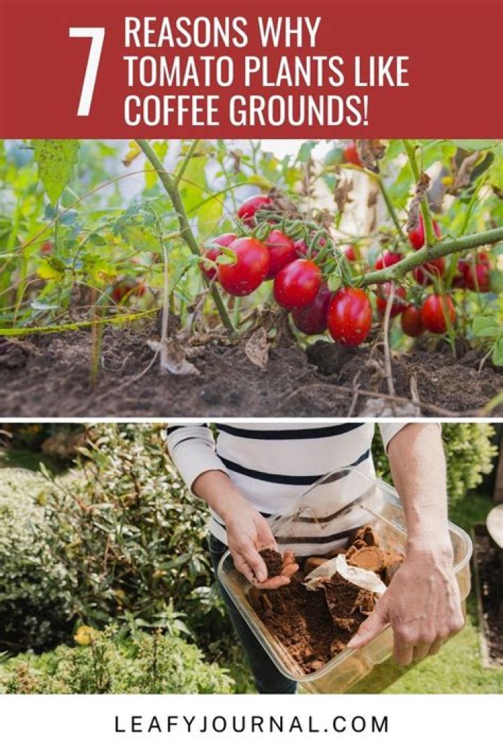 Do tomato plants like coffee grounds?