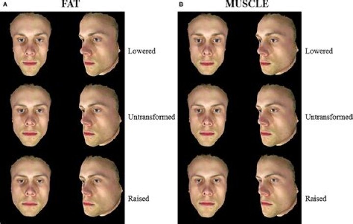 Does testosterone affect face shape?