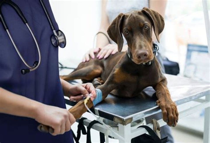 How do I start a veterinary practice?