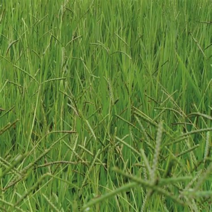 How do you grow Humidicola grass?
