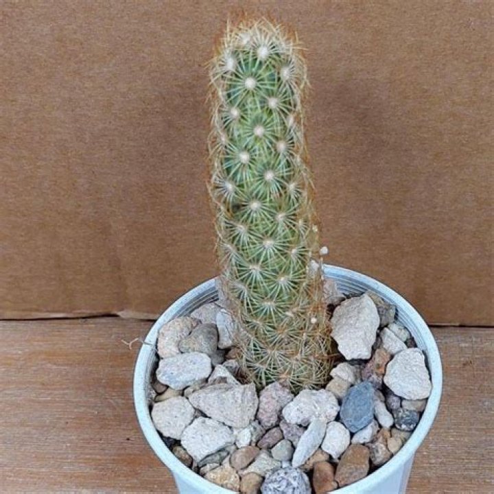 How do you take care of a mammillaria Elongata?