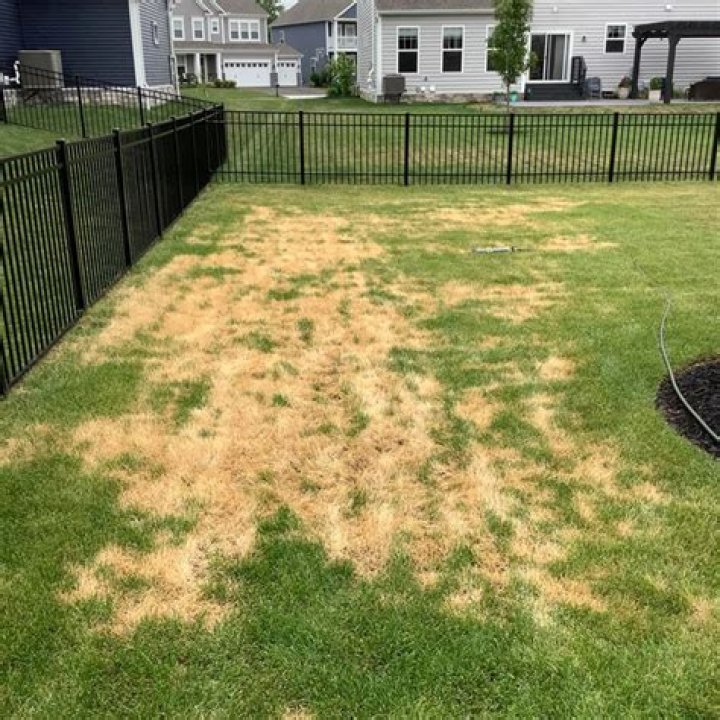 How do you treat Ascochyta leaf blight?