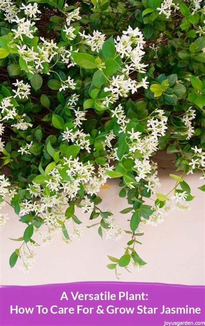 How fast does jasmine vine grow?