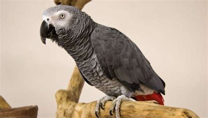 How long do African Greys live as a pet?