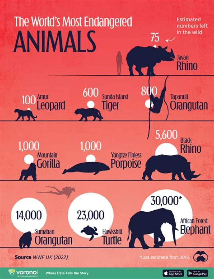 How many primates are endangered?
