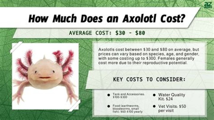 How much does Stella Adler cost?