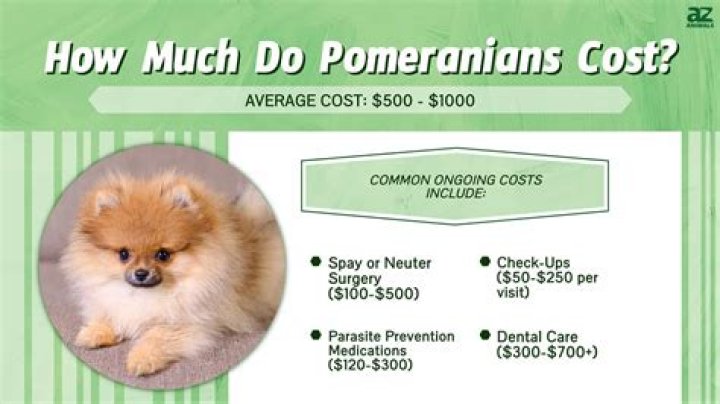 How much should I pay for a Pomeranian puppy?