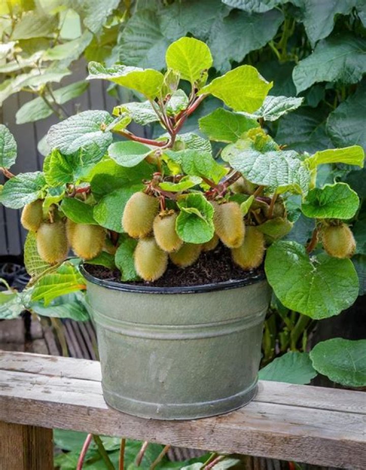 How to grow a Kiwi plant for its fruit?