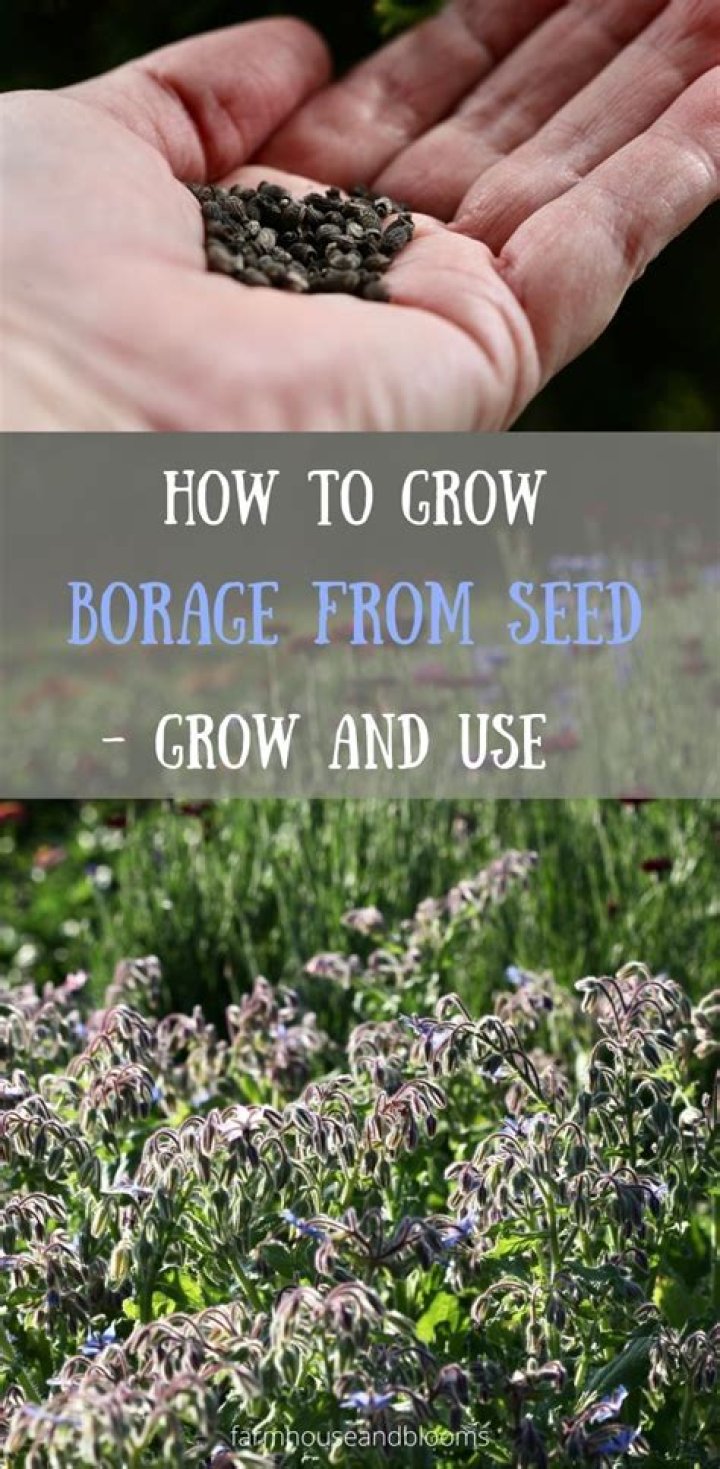 Is borage easy to grow from seed?