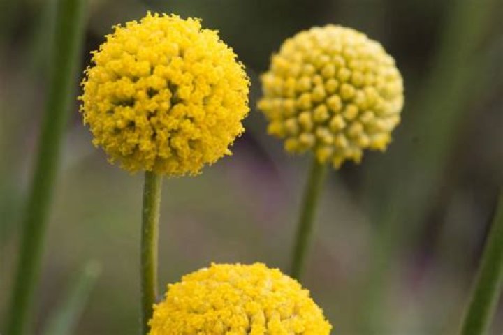 Is Craspedia an annual or perennial?