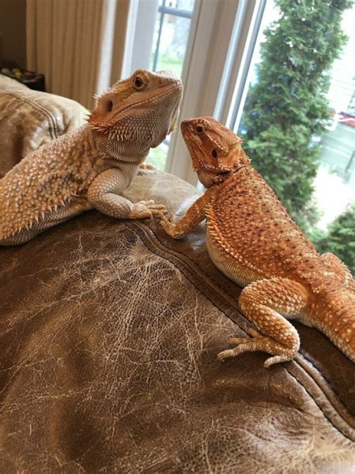 Is it a lot of work to take care of a bearded dragon?