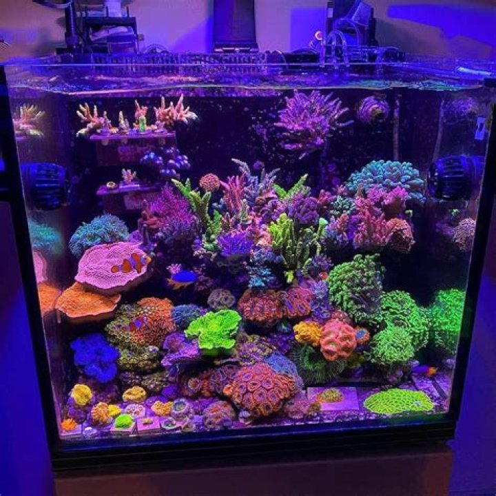 Is mangrove good for reef tank?