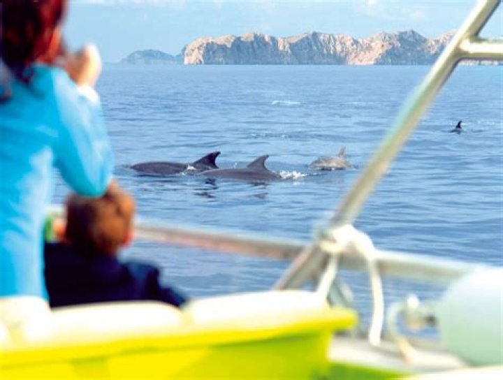Is the Enzo Mallorca dolphin story true?