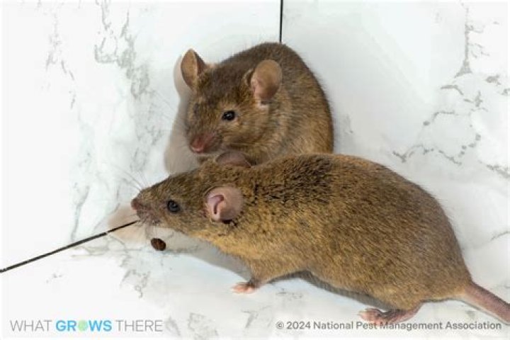 What are BDNF mice?