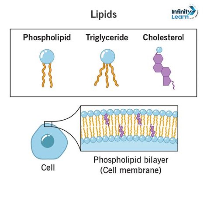 What are lipids polysaccharides?
