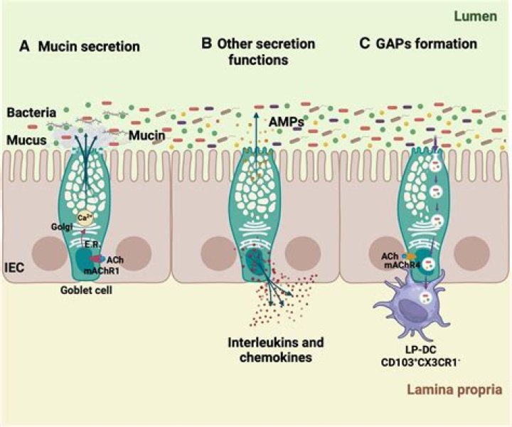 What are Raji cells?