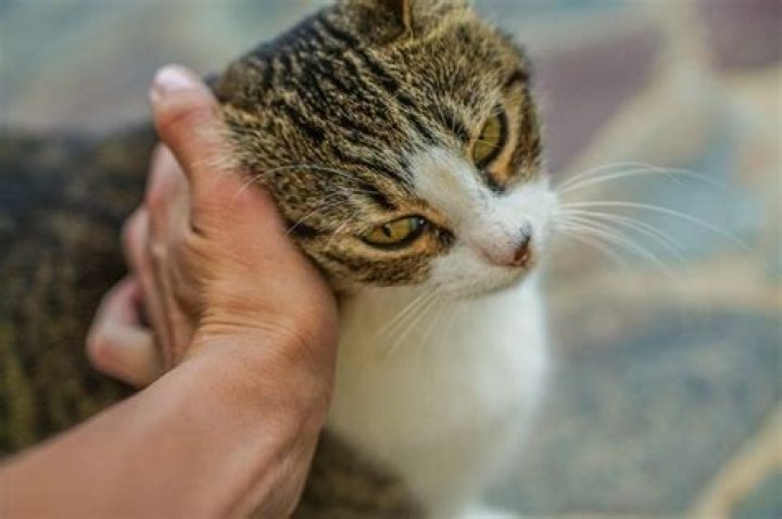 What does it mean when a cat shows up in your dream?