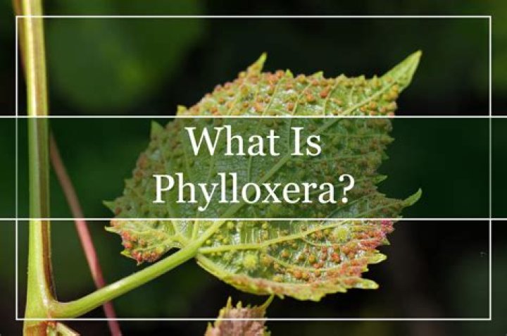 What exactly is phylloxera?