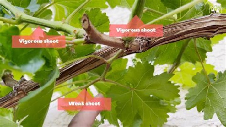What is a grape whistle?