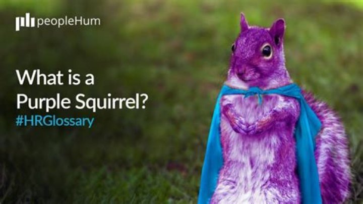 What is a purple squirrel whisperer?