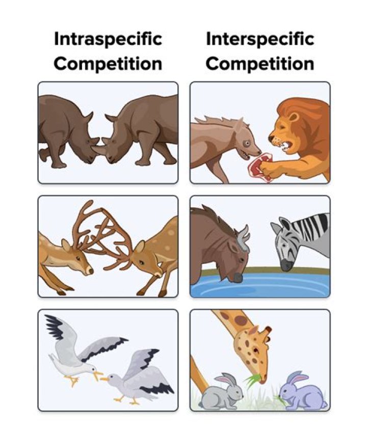 What is an example of an interspecific competition?