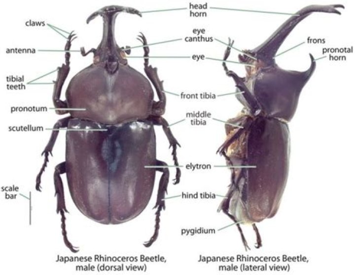 What is another name for a rhinoceros beetle?