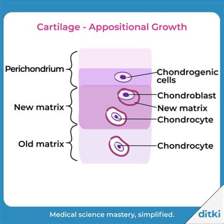 What is Appositional in biology?