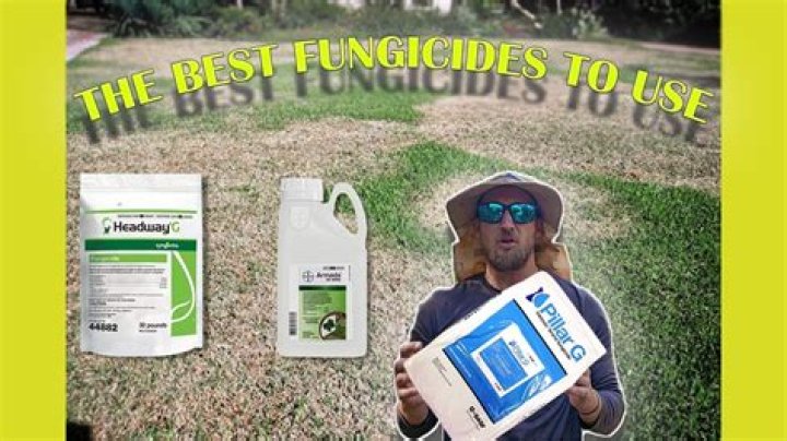 What is the best fungicide for evergreen trees?