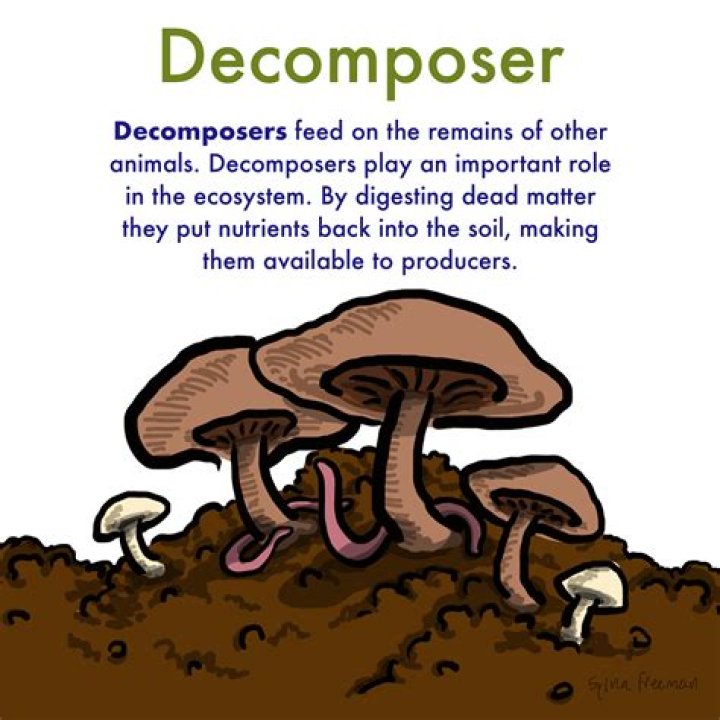 What is the definition of decomposers in biology?