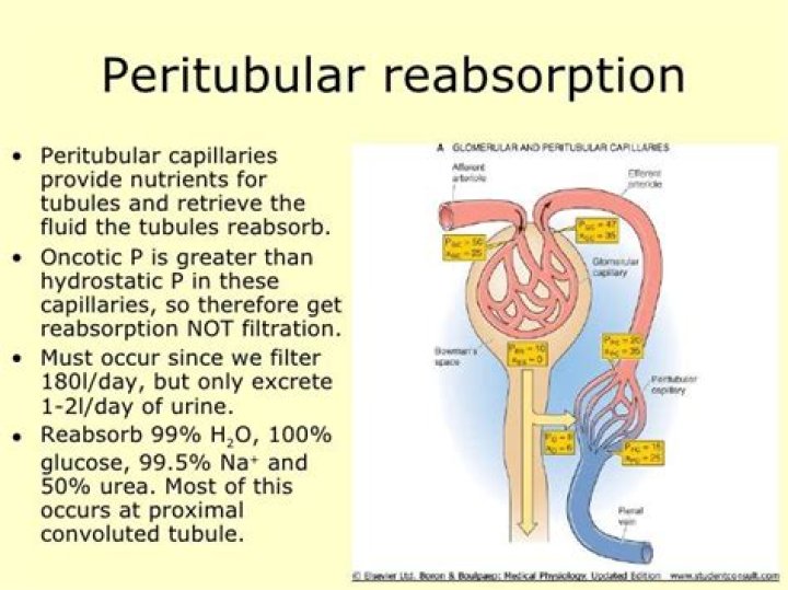 What is the function of peritubular capillaries?
