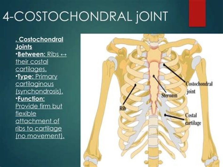 What is the function of the costochondral junction?
