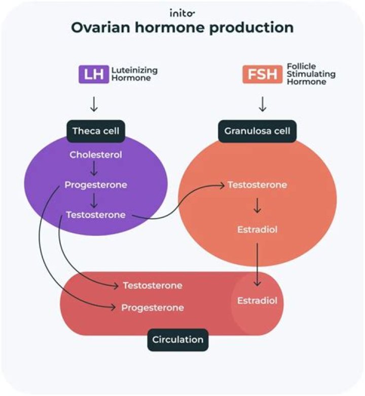 What is the normal level of FSH LH and Estradiol?