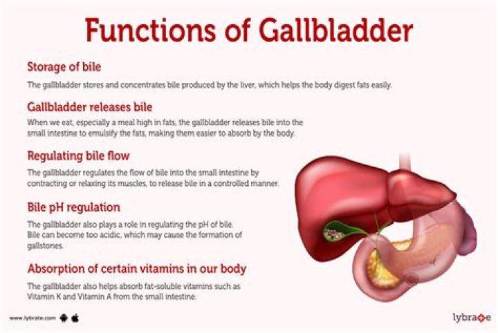 What is the purpose of lamellar bodies?