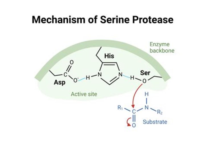 What is the role of serine proteases?