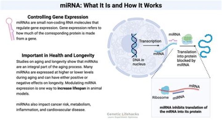 What performs mRNA degradation?