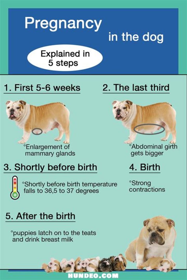 When can you feel puppies in a pregnant dogs belly?