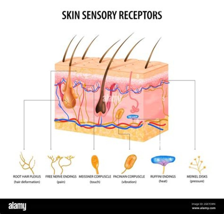 Where are the receptors for taste found?