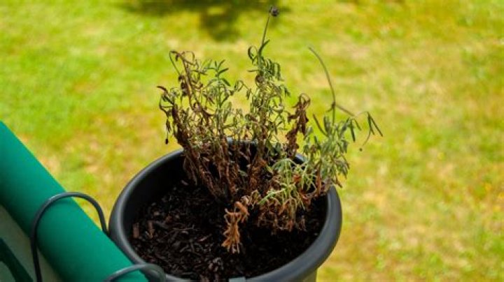 Why is my lavender plant turning black at the bottom?